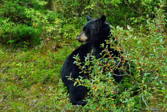 Bear encounter in Canada, bear in the wild, bear when hiking, Yoho National Park