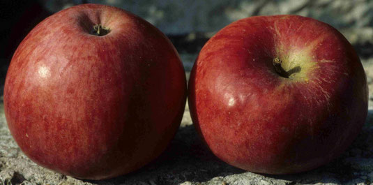 Wettringer-Taubenapfel (Foto: Hohenweiler Bräunlein)