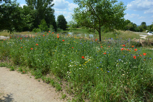 Einjährige Ackerbegleitpflanzen in unserem Natur-Erlebnis-Garten (Foto: F. Durst)