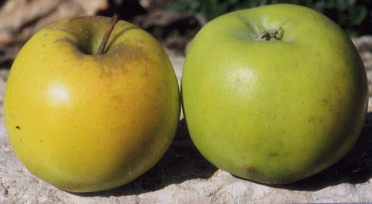 Bittenfelder Sämling (Foto: Weimerheim Sophienhöhe)