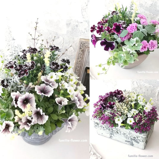 母の日にも♪ 寄せ植え　花■ペチュニアの寄せ植え 母の日に＊八重咲きペチュニアの大人ピンク寄せ植え | hananokoya*gnome