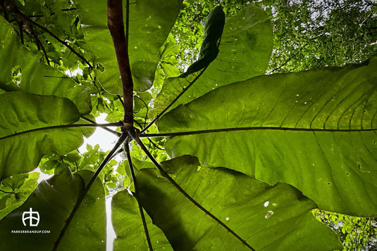 One of Briarwood's many Bigleaf Magnolia's provides shade for visitors