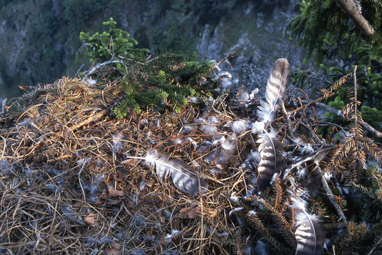 Nest eines Steinadlers am Rande einer Klippe, viele Federn liegen darin und viele Äste eines Nadelbaums