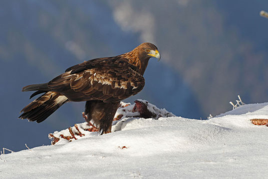 Steinadler an einem Hirschkadaver