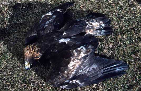 Toter Steinadler am Boden