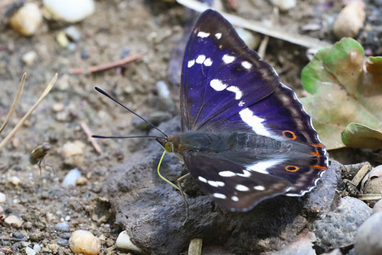 Großer Schillerfalter (Foto: M. Herzig)