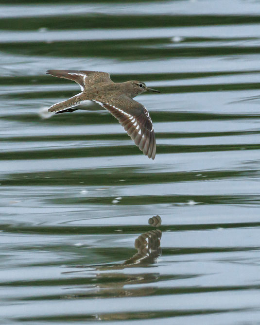 Schneller als sein Schatten ... (Foto: Norbert Geisberger)