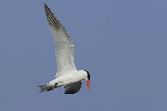 Raubseeschwalbe (Foto: Norbert Geisberger)