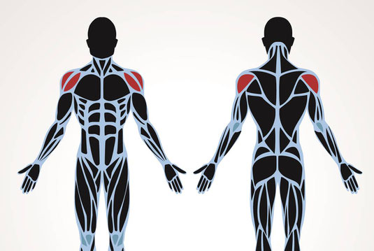 Die Schulter Ihr Personal Trainer Fur Bonn Rudiger Bulow