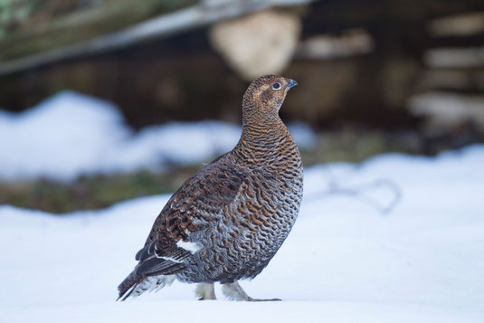 Birkhenne im Schnee Foto: Marcus Bosch