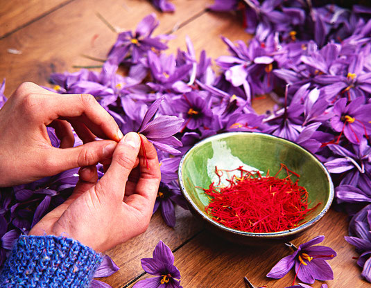 Griechischer Safran, traditionell von hand geerntet. Foto: Canva