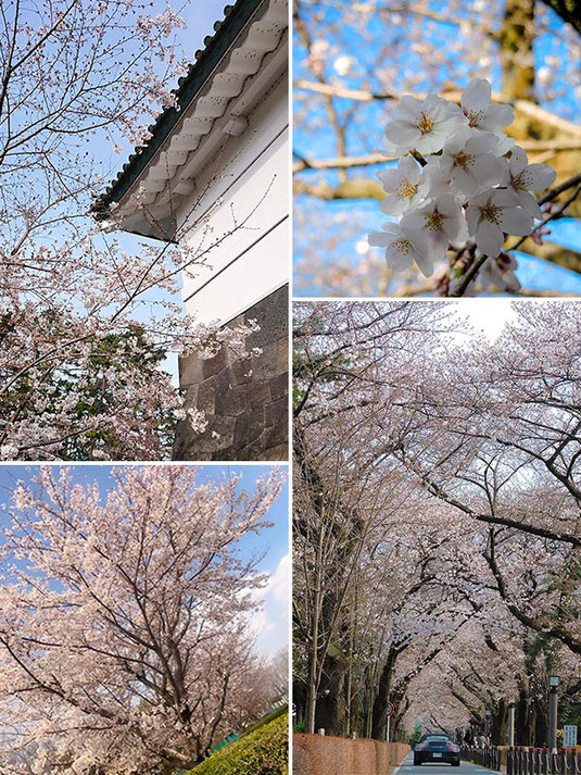 桜写真2020, SAKURA PHOTO, 全国の桜, 桜開花, 桜スポット, 桜見どころ, Cherry Blossoms