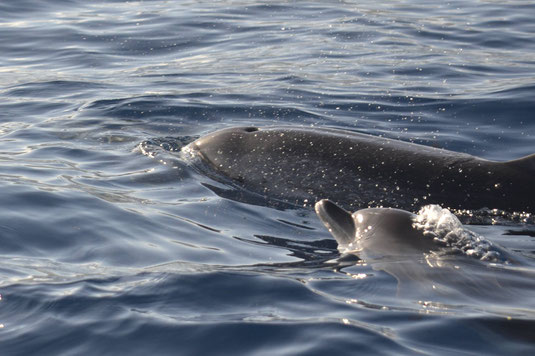 Zügeldelfin mit Kalb                          