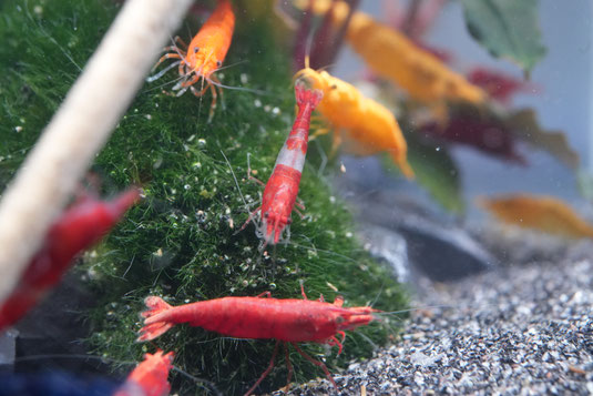 unterschiedliche farbenfrohe Zwerggarnelen auf einem Futterlollie von Glas Garten