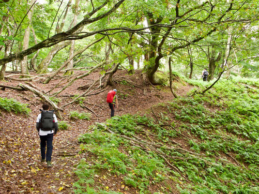 Hiking the Saba Kaido trail, aka the "Mackerel Road." 