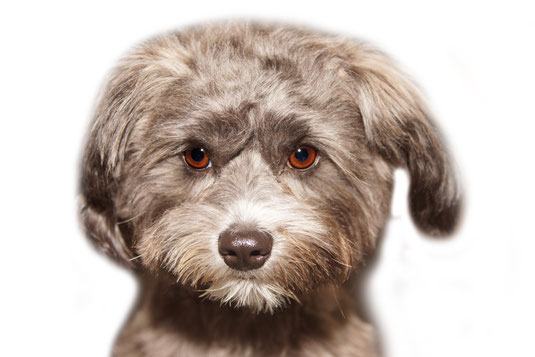 Der Hundefriseur rechnet seine Preise fair ab