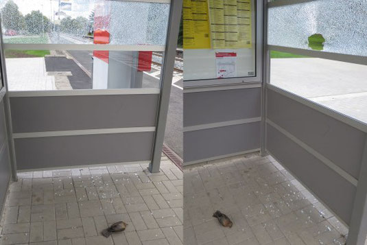 Diese Amsel kam an einem Buswartehäuschen ums Leben