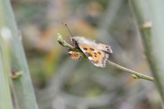 Großer Fuchs (Mareike Bodsch)