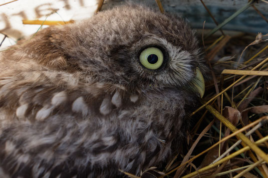 Junger Steinkauz bei Beringung (R. Kalkbrenner)