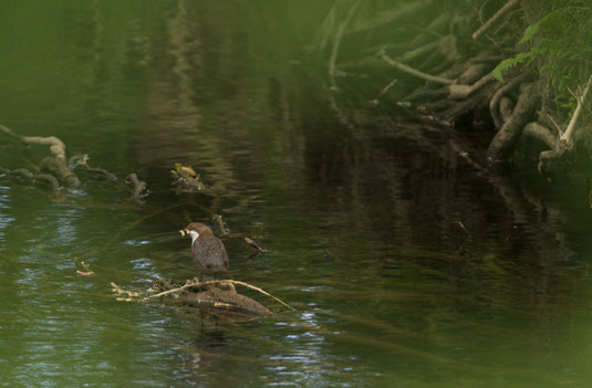 Wasseramsel mit Futter im Schnabel (LBV)