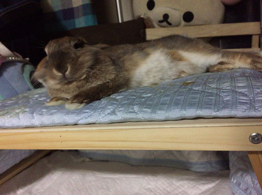 ライオンラビット、うさぎのモカさん