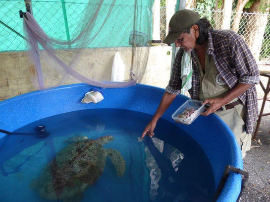Green turtle