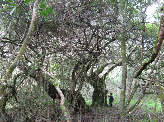 樹齢不明、少なくても1000年以上のミルクウッドの木