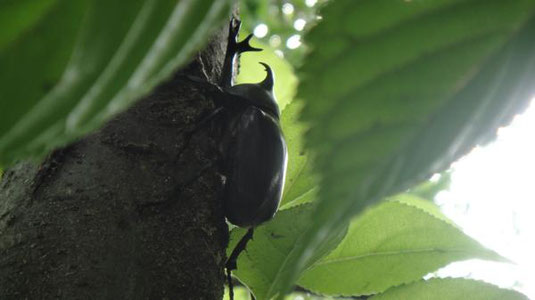 食事中のカブトムシ｜オス（採取ポイントにて）
