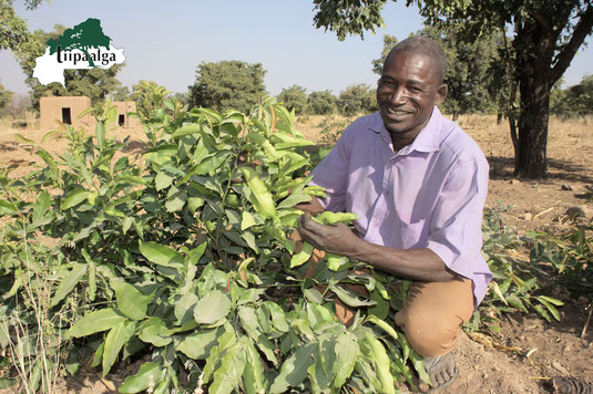 Wahabou, bénéficiaire d'un projet agroécologique  mis en œuvre par l'Association Tiipaalga 