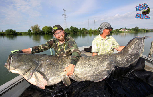 Als dieser massive Wels sich das erste mal an der Wasseroberfläche zeigte wussten wir das wir einen Ausnahmefisch am Haken hatten.