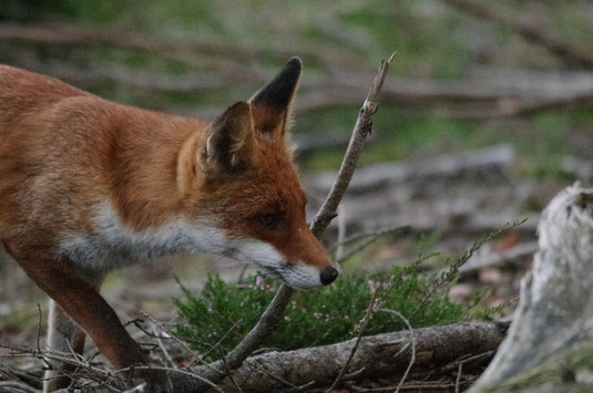 Renard en chasse, Forêt d'Ecouves, Orne (61)