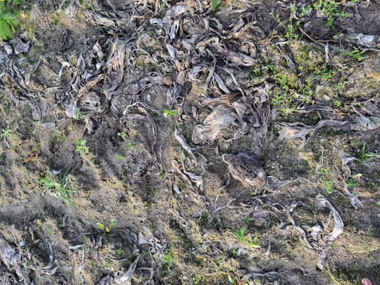 Ein Kiebitzküken sitzt sehr gut getarnt auf einem Feld. Das Küken befindet sich fast in der Mitte, leicht unten rechts, im Bild.