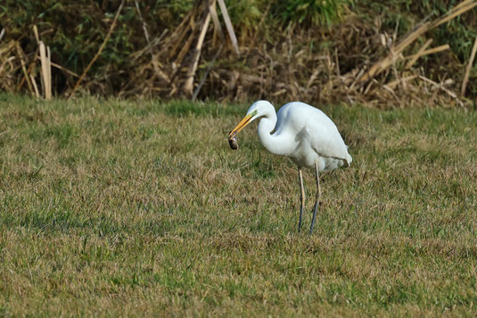 Ein Silberreiher steht auf einer Wiese und hat eine Maus im Schnabel