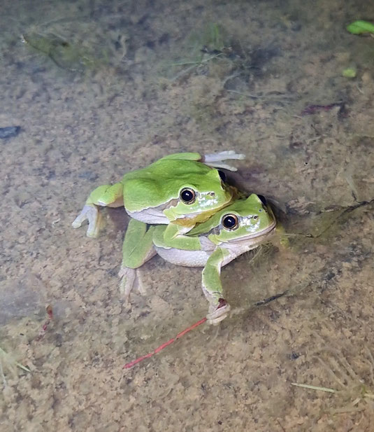 Laubfrosch (Foto: Richard Fischer, LBV KG Fürth)