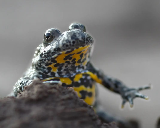 Gelbbauchunke (Foto: Richard Fischer, LBV KG Fürth)