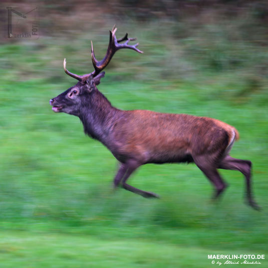 rennender Hirsch während der Brunft