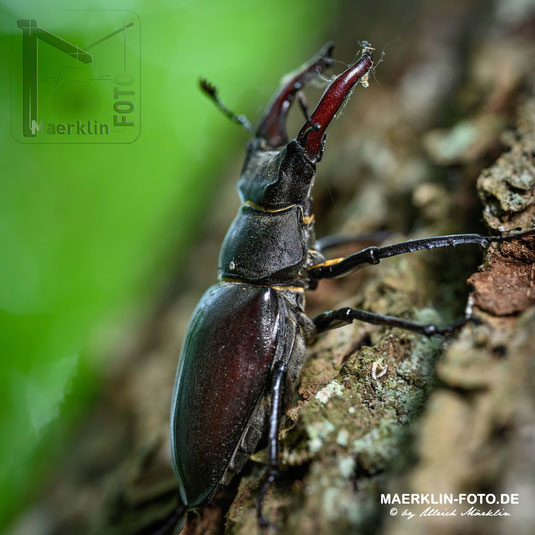 Hirschkäfer  (Lucanus cervus), Männchen