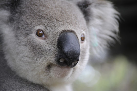 A koala as a symbolic image of a review received from Australia for Language and Translation Services Dr. Ralph Smyreck in Dresden
