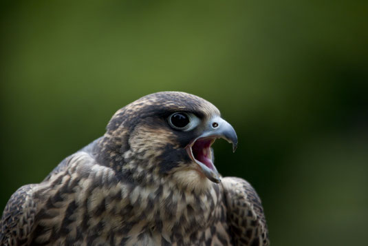 Foto: Marcus Bosch, LBV Bildarchiv