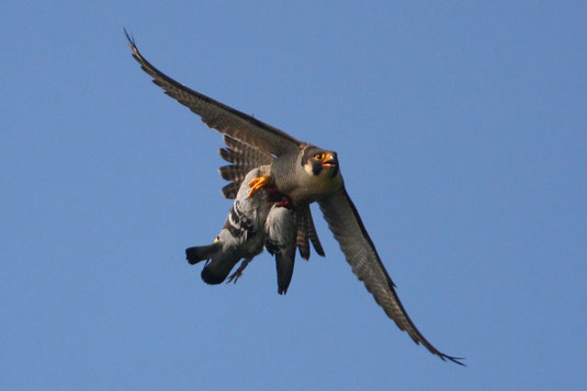 Wanderfalke mit Beute. Foto: Zdenek Tunka, LBV Bildarchiv