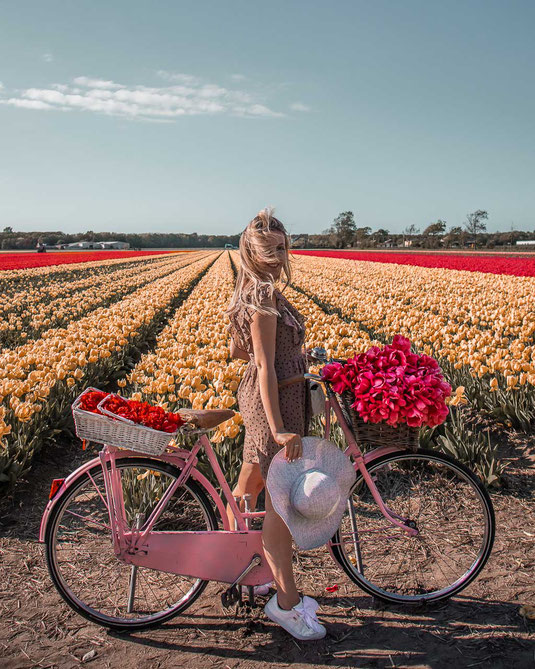 Im Blogartikel dreht sich allesum die Tulpenfelder bei Lisse.