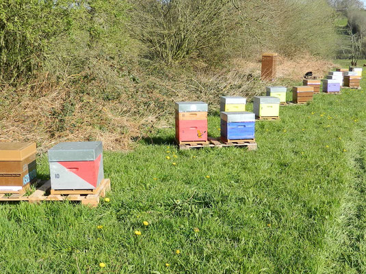 Rucher Normand apiculteur Manche Normandie