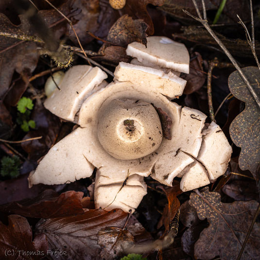 Halskrausen-Erdstern (Geastrum michelianum) Foto: Thomas Frejek