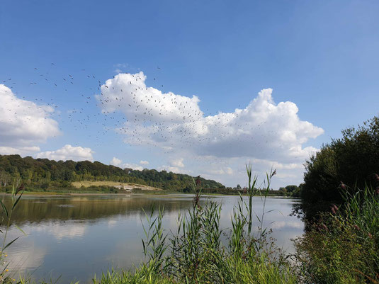 réserve naturel-nature-famille-amis-entreprise-sortir en baie de somme-profiter-temps libre-canal de la somme-vélo route-chemin de halage-hortillonnage-abbeville-
