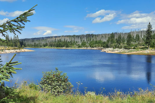 Ein See im Harz schimmert blau in der Sonne. Er ist teilweise  von Wald umgeben. Viele der alten Bäume sind abgestorben.  