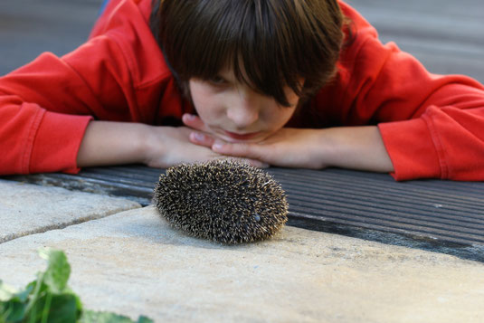 Ein Kind beobachtet aufmerksam einen Igel - LBV Bildarchiv Foto: Ralph Sturm