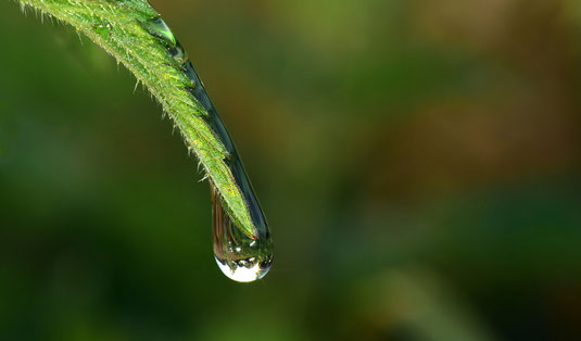 Farn Wassertropfen grün esthermariavogel