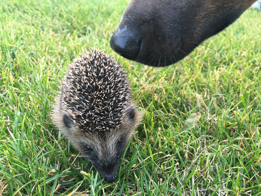 junger Igel, von Hund beschnuppert.    Foto: M. Gehret