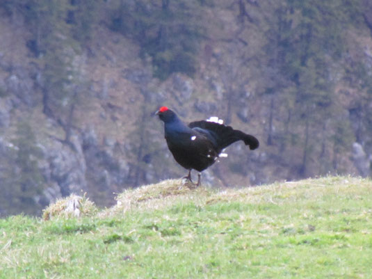 Birkhuhn bei der Balz. Foto: F. Weiß