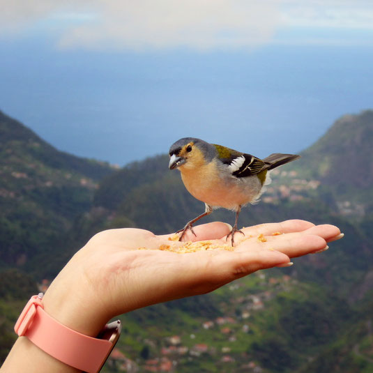 Madeira Buchfinken auf der Madeira Wanderung Balcoes Balkon von Ribeiro Frio